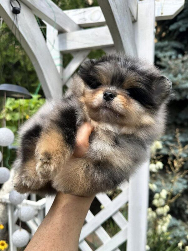 Norax Pomeranian
