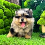 Norax-male-Pomeranian-puppy-for-sale-6