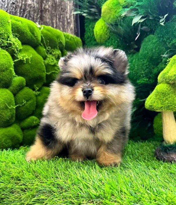 Norax Pomeranian