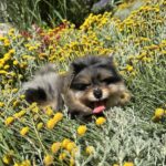 Norax-male-Pomeranian-puppy-for-sale-7