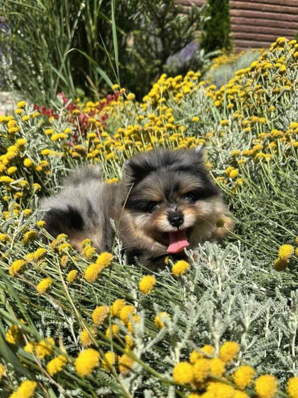Norax Pomeranian