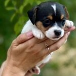 Octavia-female-Jack-Russell-Terrier-puppy-for-sale-1 (1)