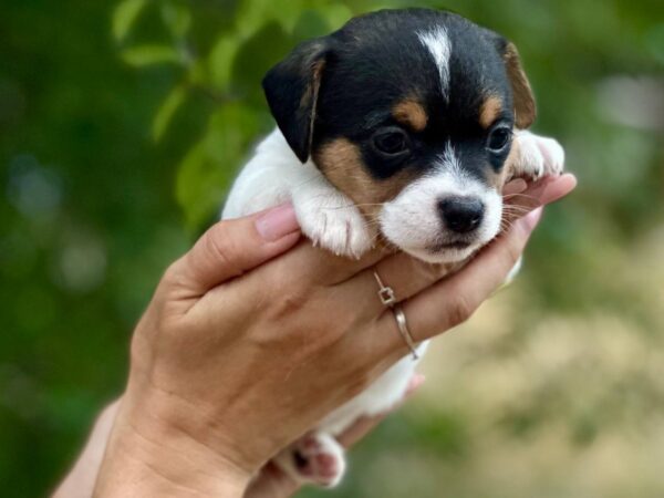 Octavia Jack Russell Terrier
