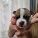 Octavia-female-Jack-Russell-Terrier-puppy-for-sale-1 (1)