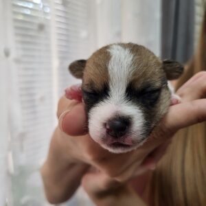 Octavia Jack Russell Terrier