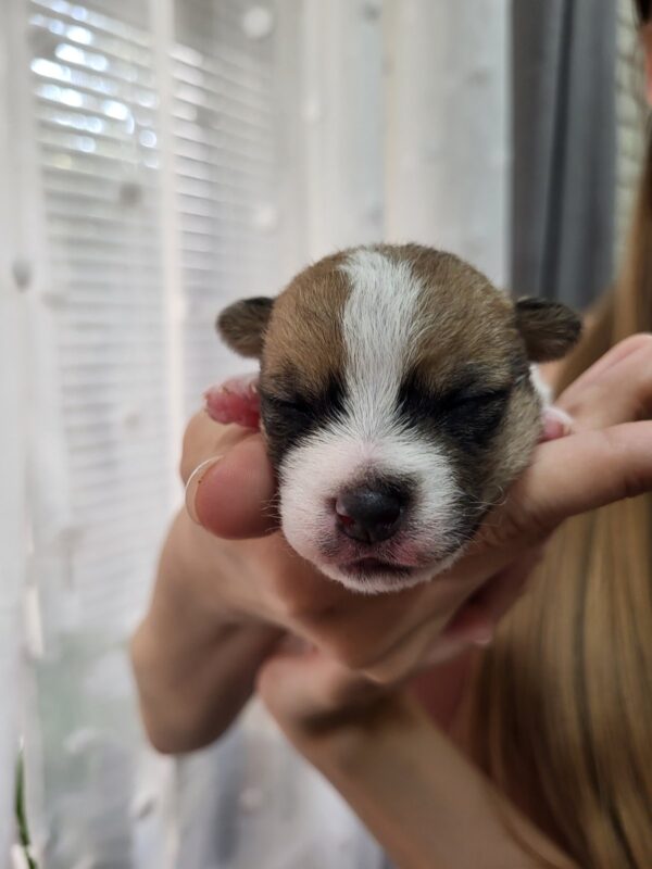 Octavia Jack Russell Terrier