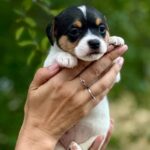 Octavia-female-Jack-Russell-Terrier-puppy-for-sale-1 (2)