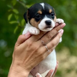 Octavia Jack Russell Terrier