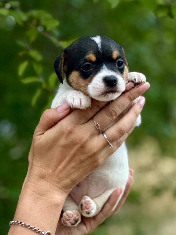 Octavia Jack Russell Terrier