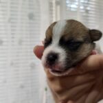 Octavia-female-Jack-Russell-Terrier-puppy-for-sale-1 (2)