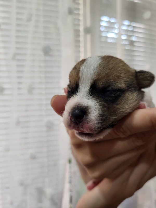 Octavia Jack Russell Terrier