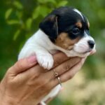 Octavia-female-Jack-Russell-Terrier-puppy-for-sale-1 (3)