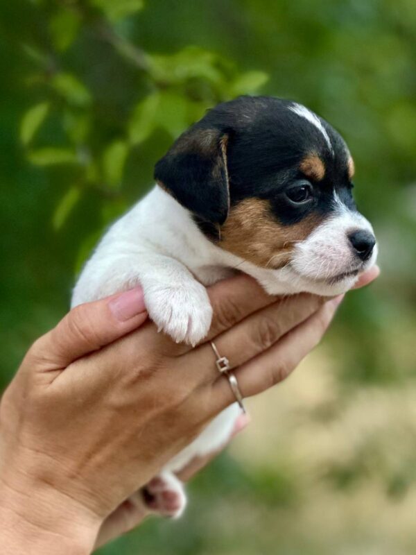 Octavia Jack Russell Terrier