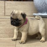 Oji-female-pug-puppy-for-sale-1 (1)