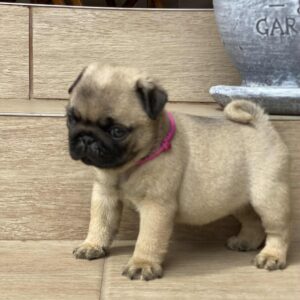 Oji Pug