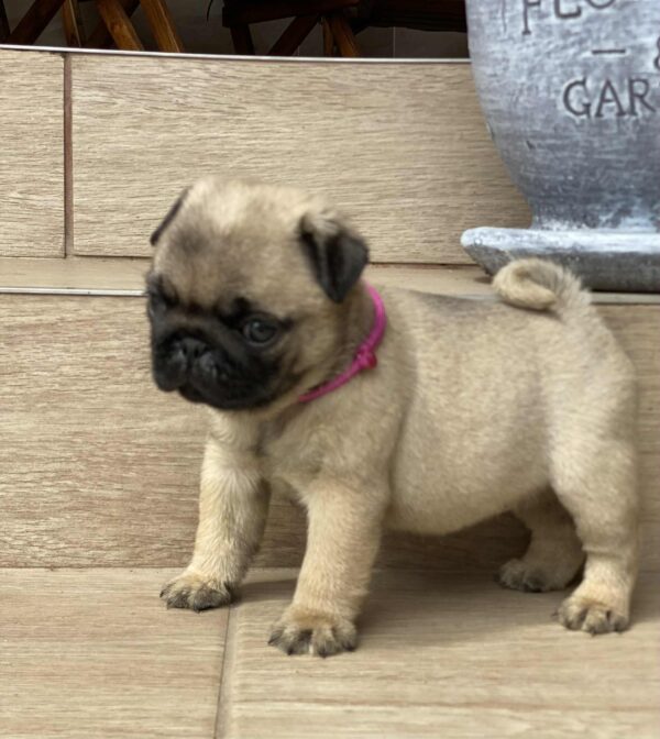 Oji Pug