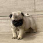 Oji-female-pug-puppy-for-sale-1 (2)