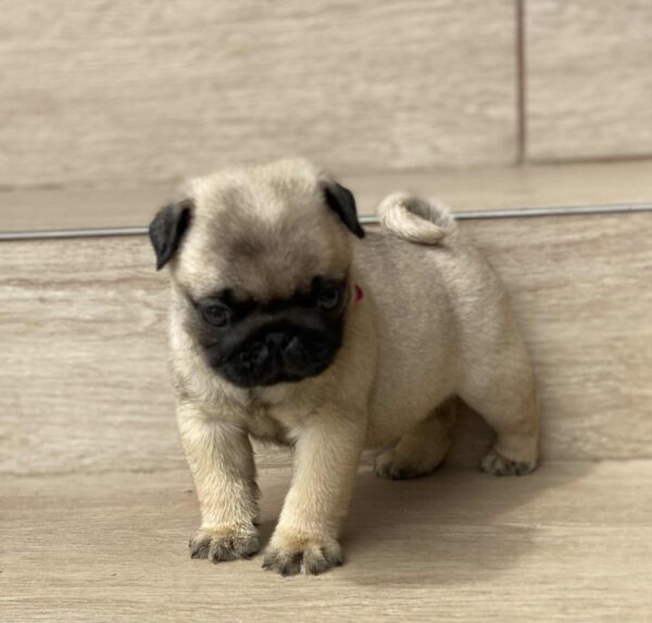 Oji Pug
