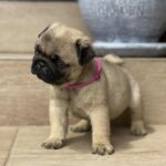 Oji-female-pug-puppy-for-sale-1 (3)
