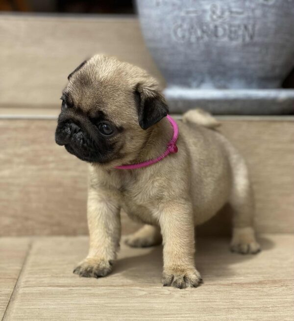 Oji Pug