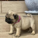 Oji-female-pug-puppy-for-sale-1 (4)