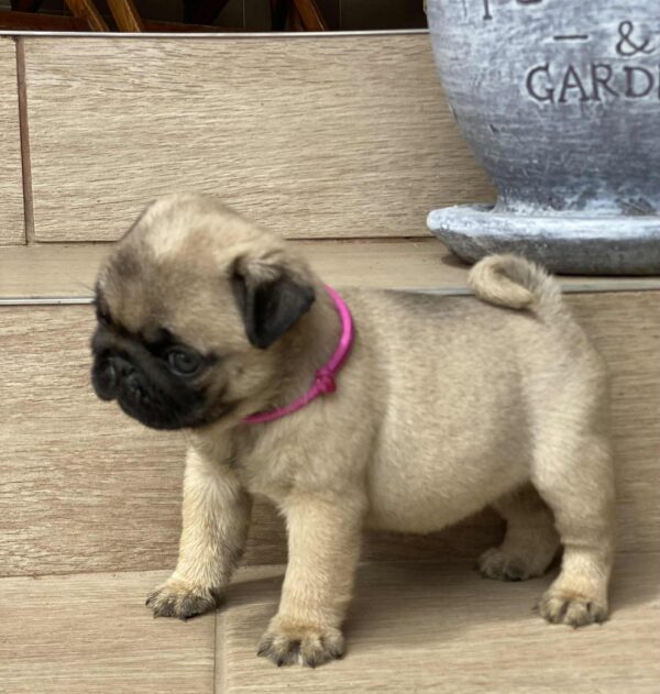 Oji Pug