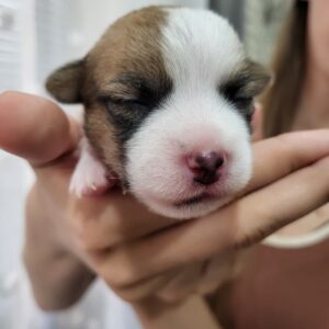 Olvia Jack Russell Terrier