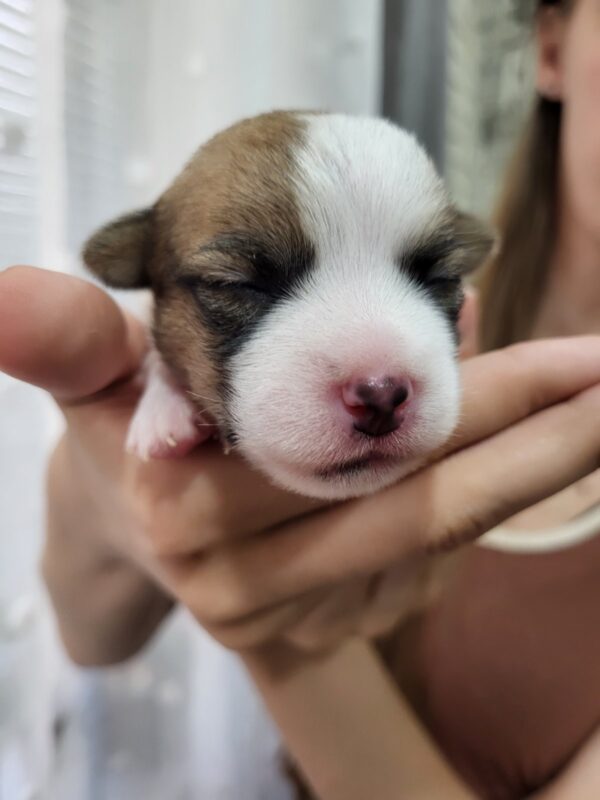 Olvia Jack Russell Terrier