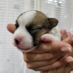 Olvia-female-Jack-Russell-Terrier-puppy-for-sale-1 (2)
