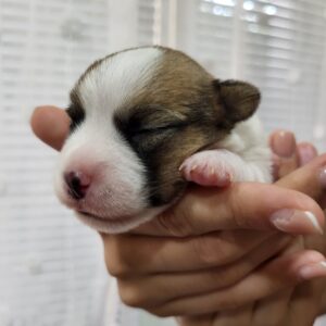 Olvia Jack Russell Terrier