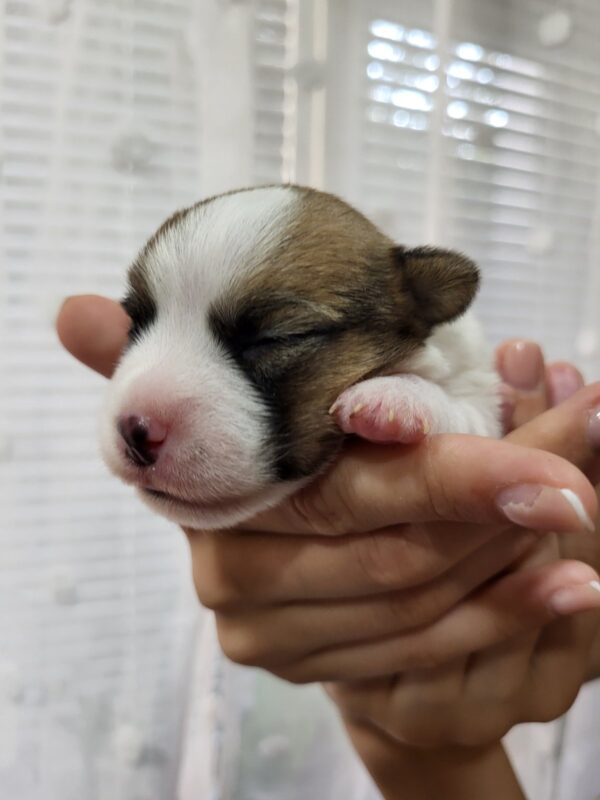 Olvia Jack Russell Terrier