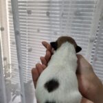 Olvia-female-Jack-Russell-Terrier-puppy-for-sale-1 (3)