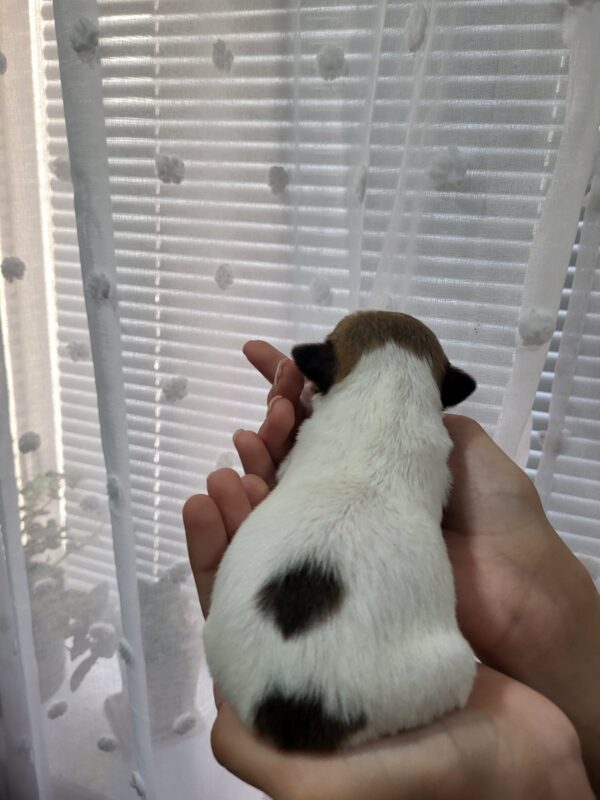 Olvia Jack Russell Terrier