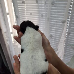 Ophelia Jack Russell Terrier