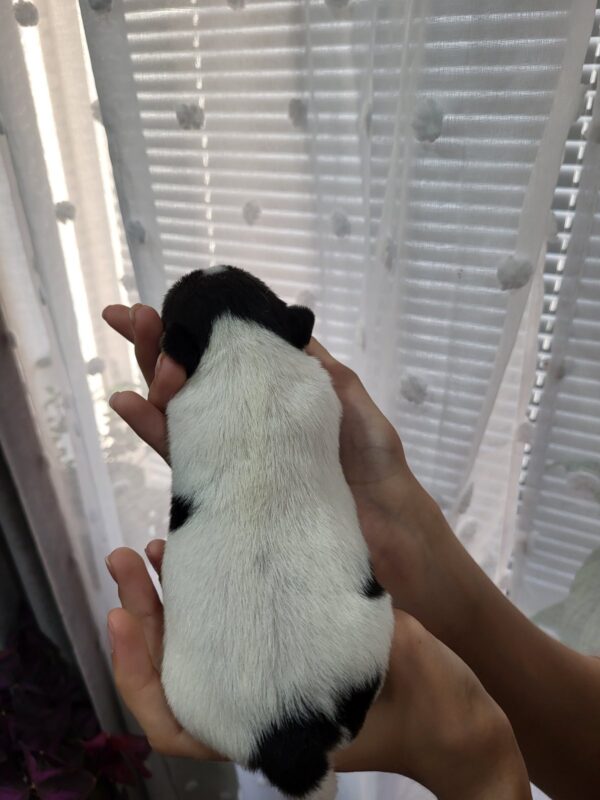 Ophelia Jack Russell Terrier
