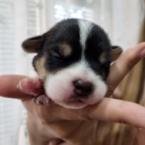 Ophelia Jack Russell Terrier