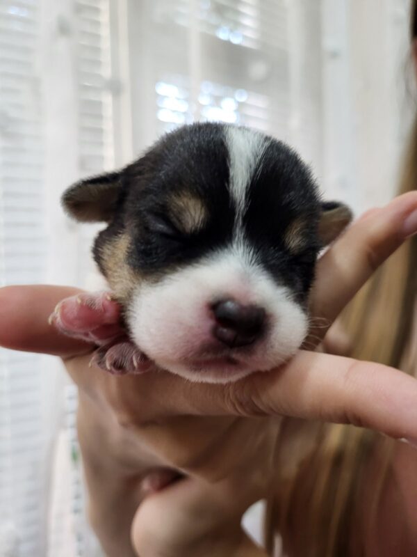 Ophelia Jack Russell Terrier