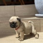 Oprah-female-pug-puppy-for-sale-1 (1)