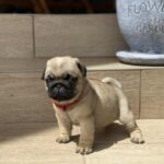 Oprah-female-pug-puppy-for-sale-1 (2)