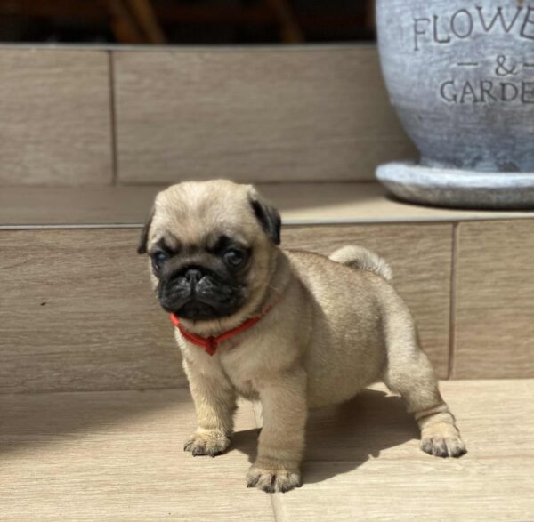 Oprah Pug