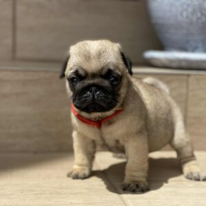Oprah Pug