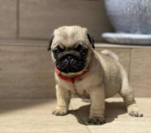 Oprah Pug