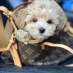 Orion-male-maltipoo-puppy-for-sale-1 (1)