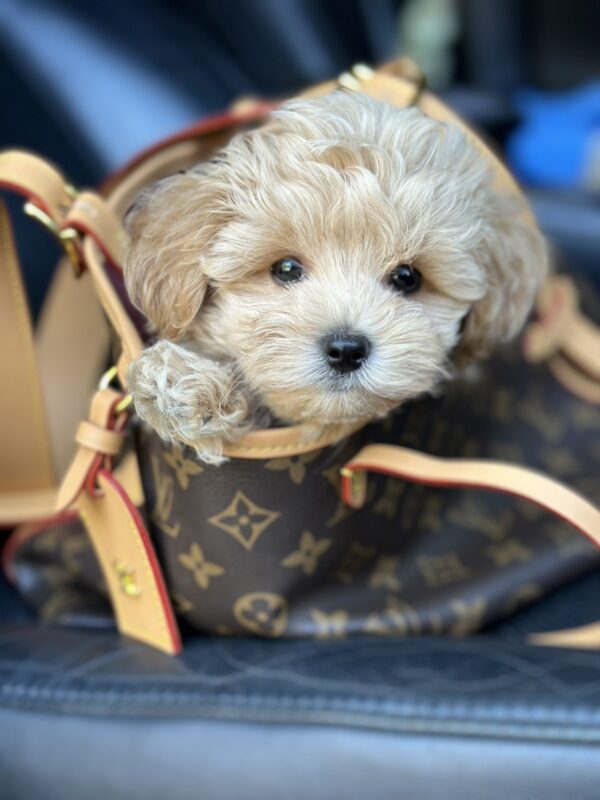 Orion Maltipoo