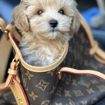 Orion-male-maltipoo-puppy-for-sale-1 (2)