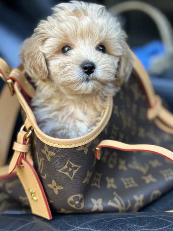 Orion Maltipoo