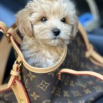 Orion-male-maltipoo-puppy-for-sale-1 (3)