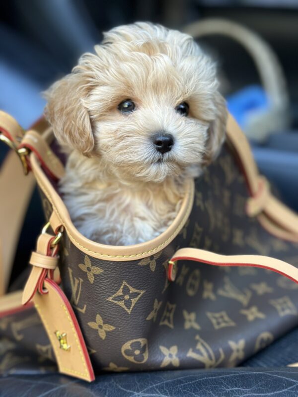 Orion Maltipoo