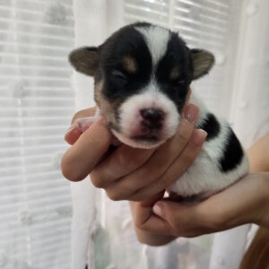Ornaldo Jack Russell Terrier