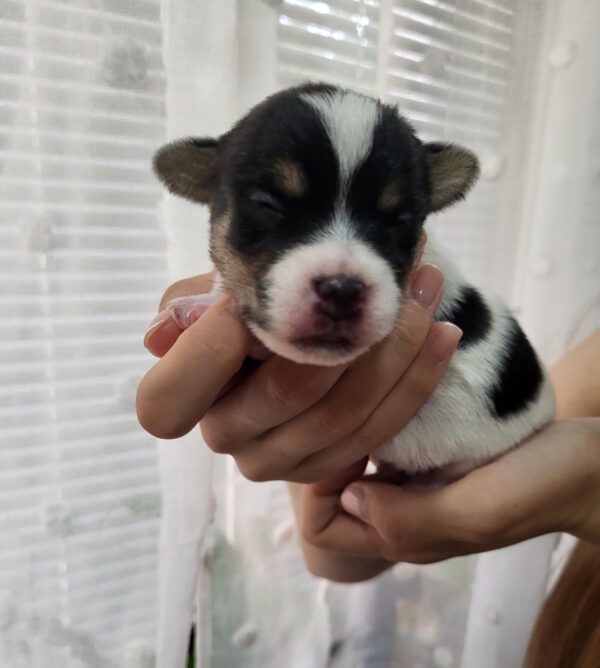 Ornaldo Jack Russell Terrier
